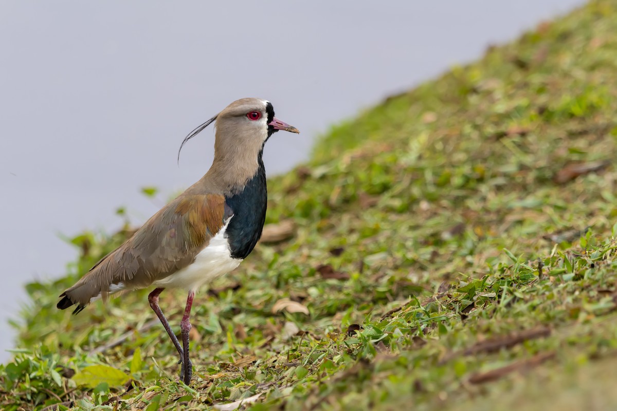 Southern Lapwing - ML507978791