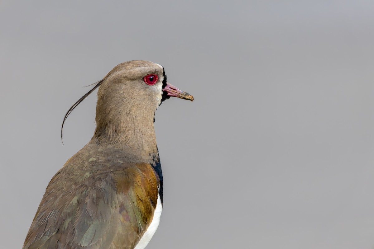 Southern Lapwing - ML507978801