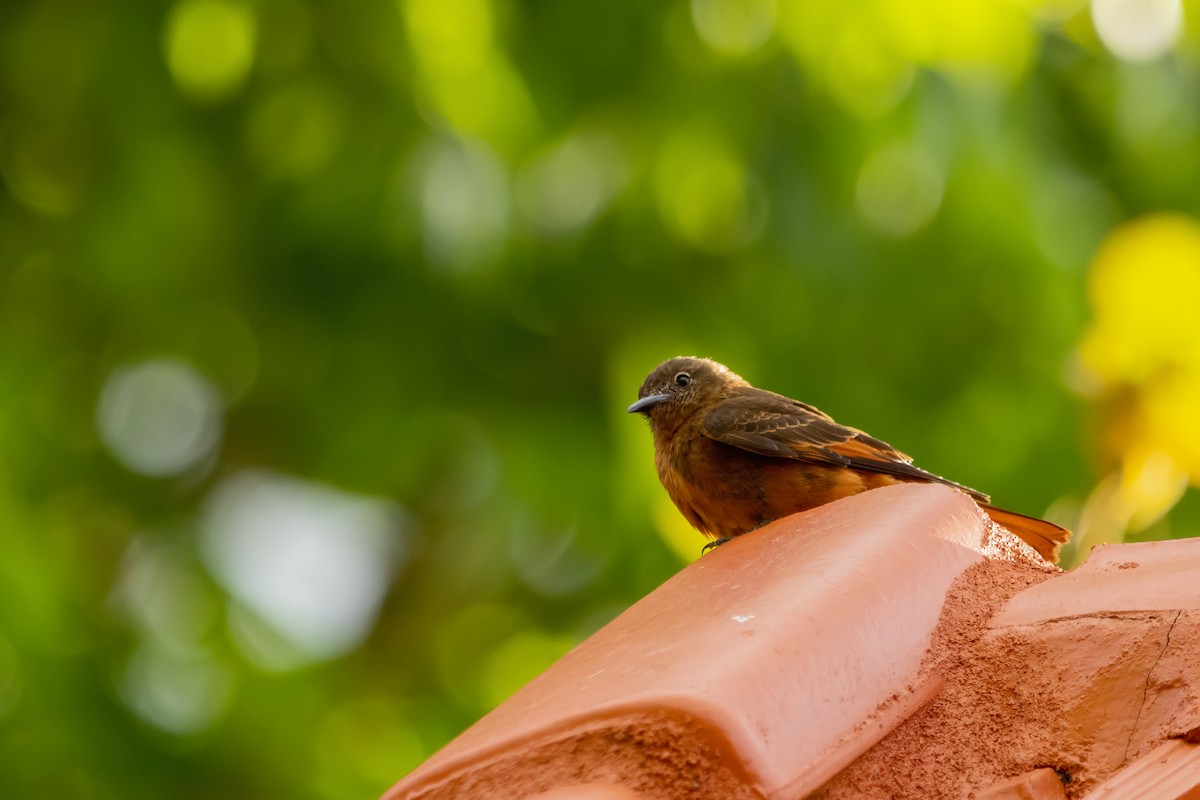 Cliff Flycatcher - ML507978851