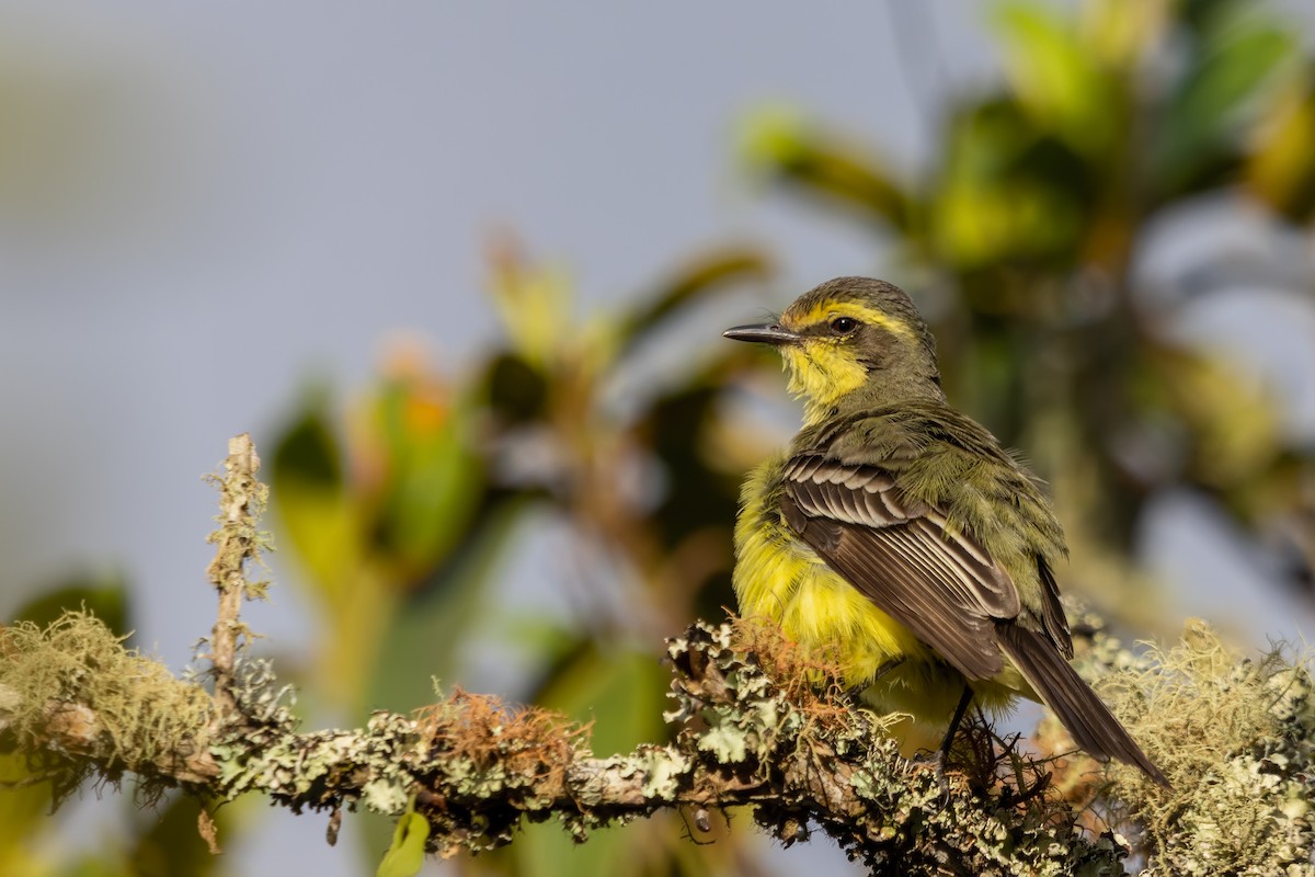 Yellow-browed Tyrant - ML507978941