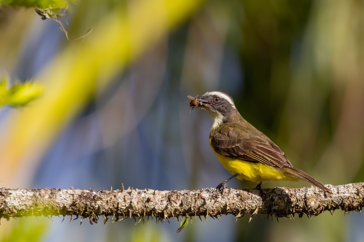 Social Flycatcher - Gabriel Bonfa