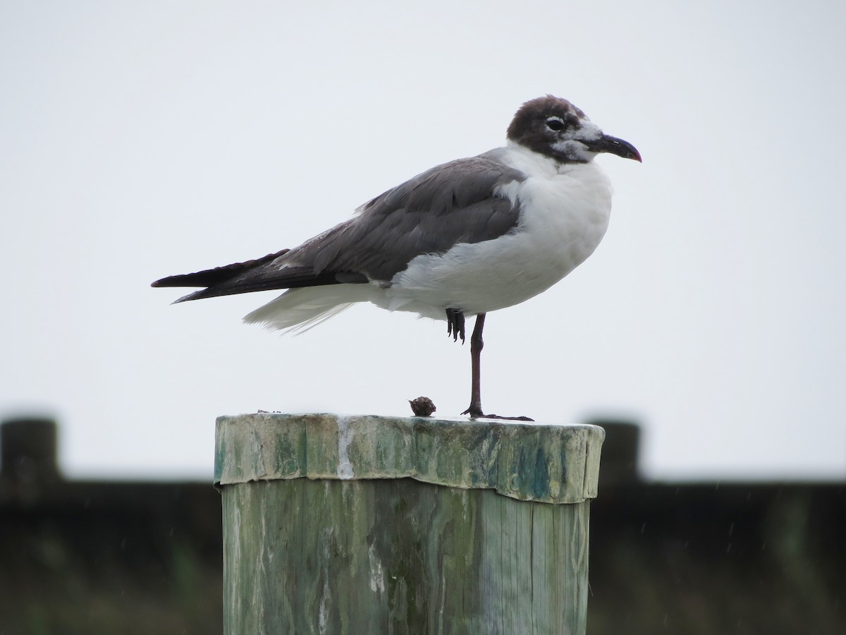 Gaviota Guanaguanare - ML507979281