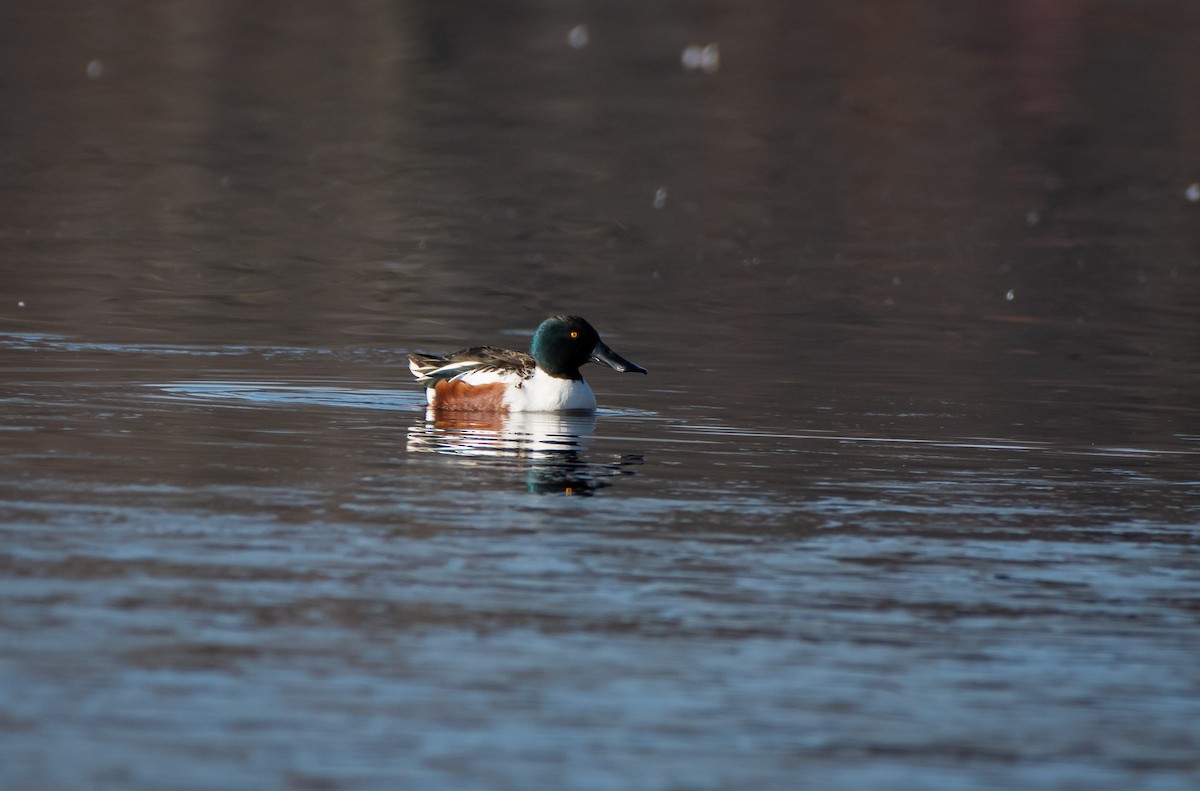 Canard souchet - ML507979621