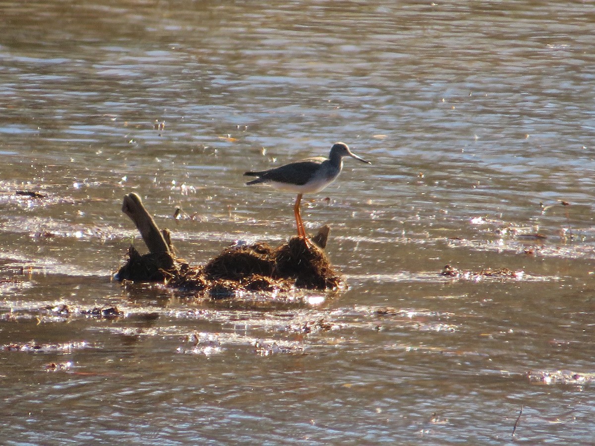 Greater Yellowlegs - ML507980171