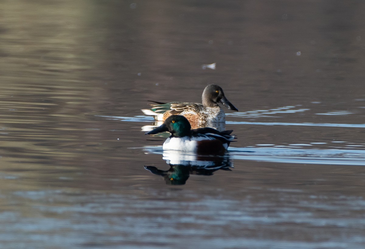 Northern Shoveler - ML507980431