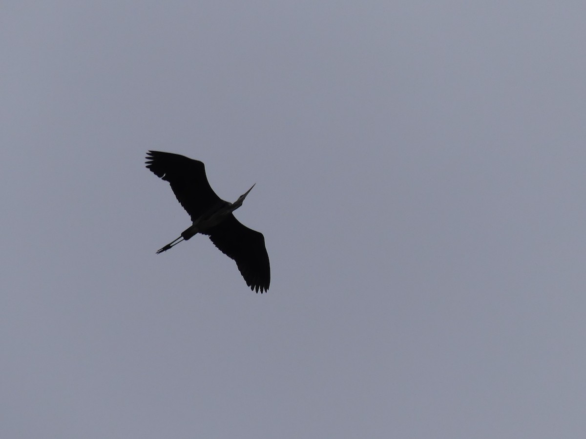 Great Blue Heron - ML50798061