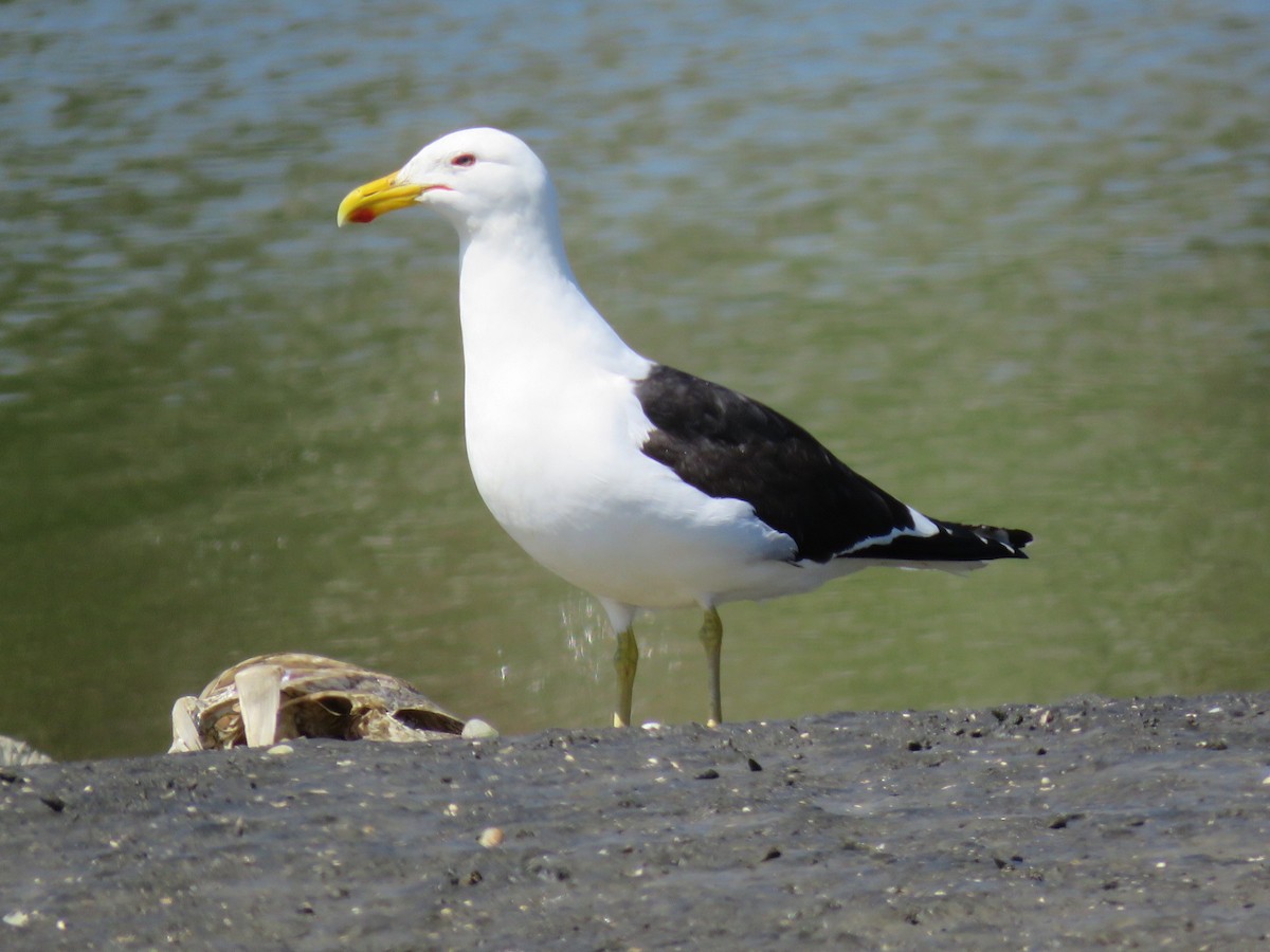 Kelp Gull - ML507981731