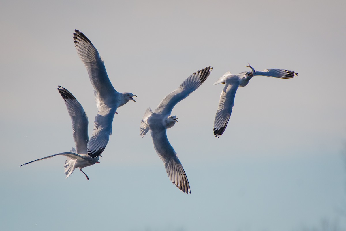 Gaviota Argéntea - ML507982781