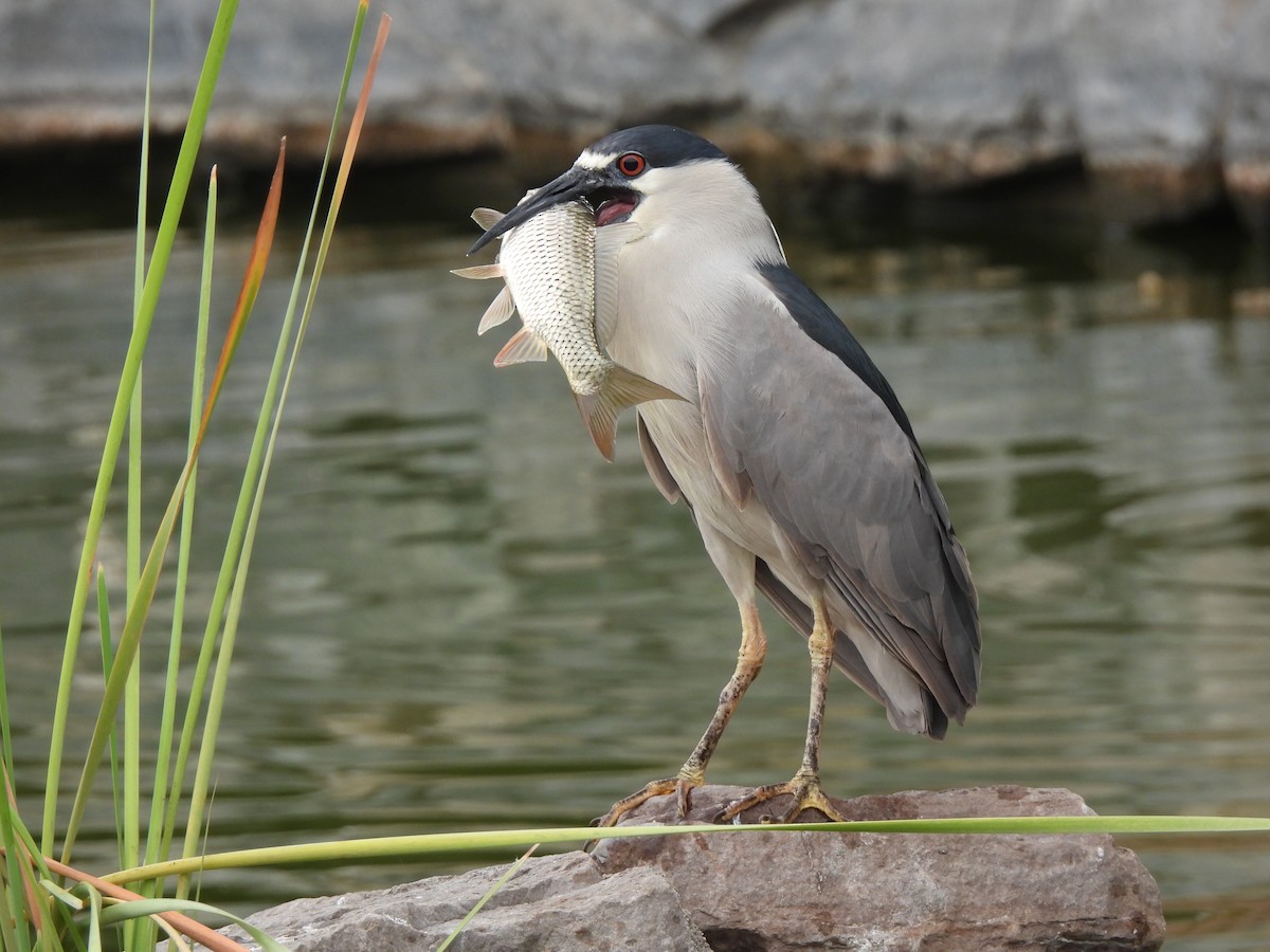 Black-crowned Night Heron - Daniel Orizano