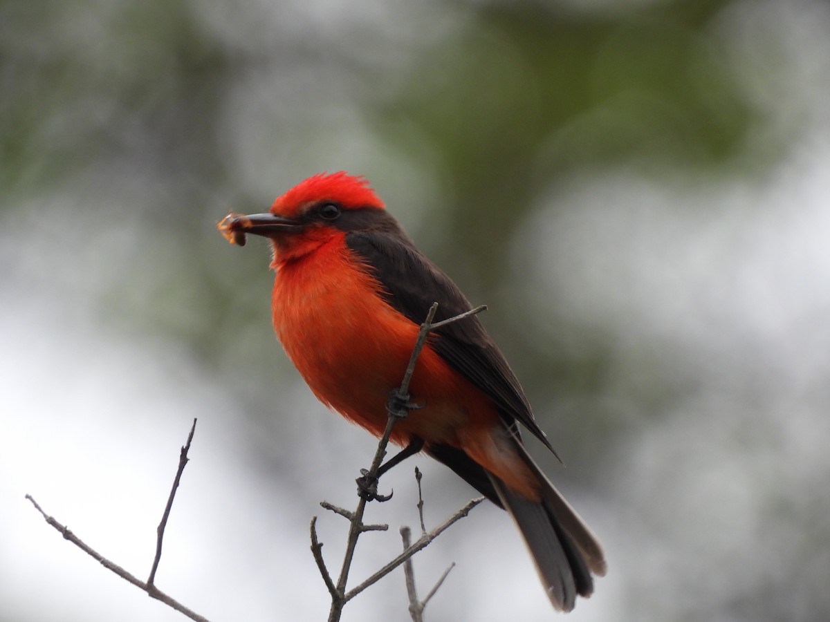 Vermilion Flycatcher - ML507983681