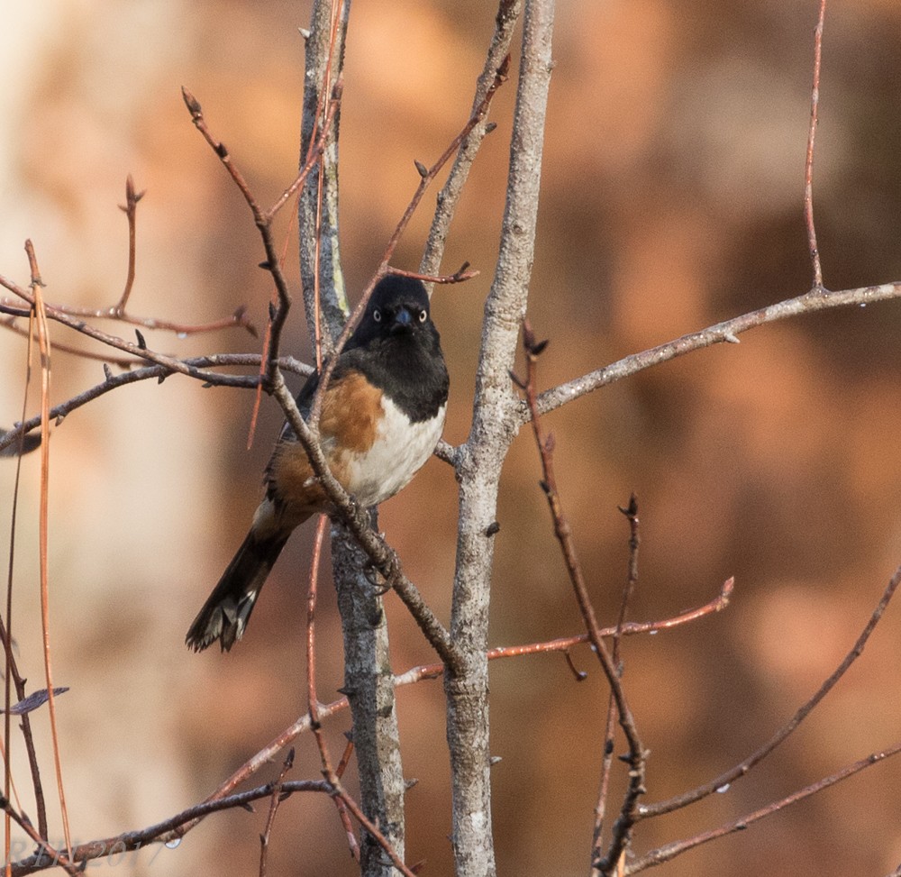 Eastern Towhee (White-eyed) - Randy Harrod