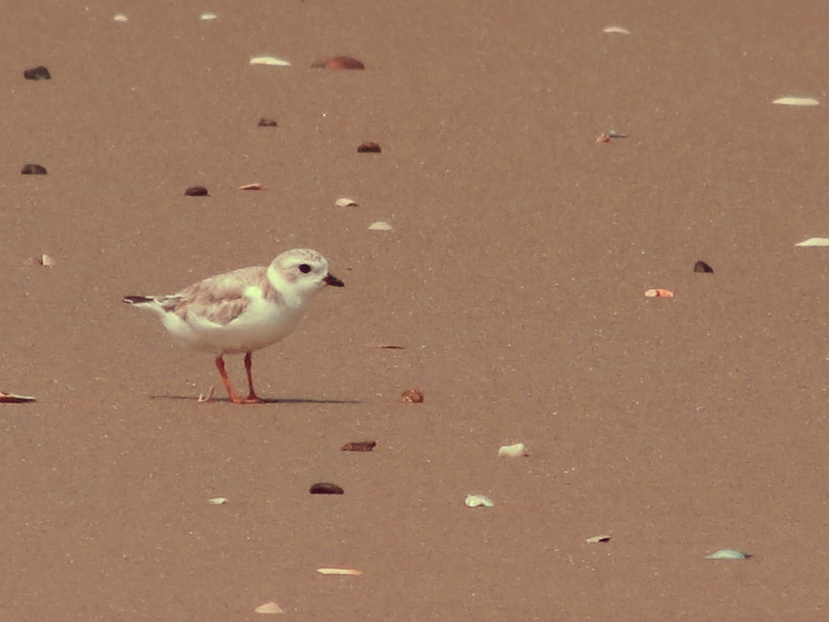 Piping Plover - ML507983841