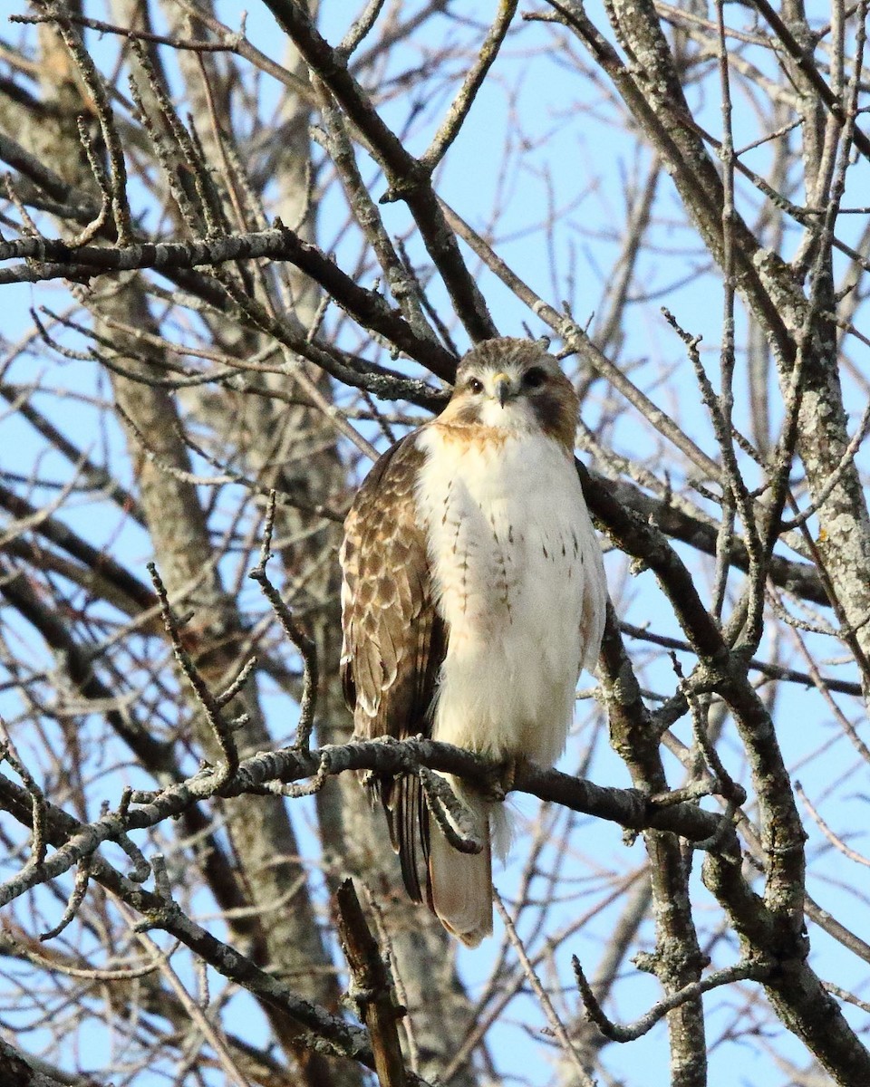 Red-tailed Hawk - ML507984511