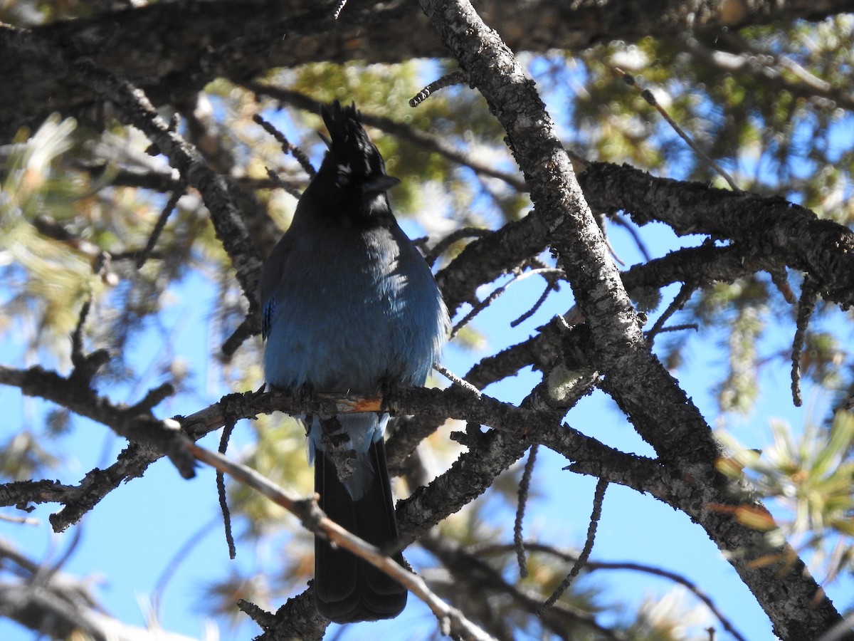 Steller's Jay - ML507985351