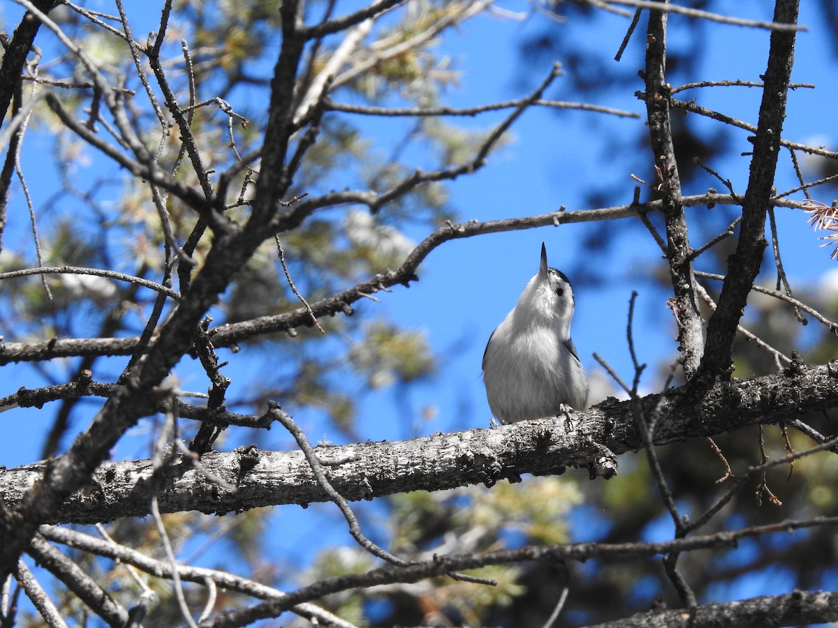 White-breasted Nuthatch - ML507985481