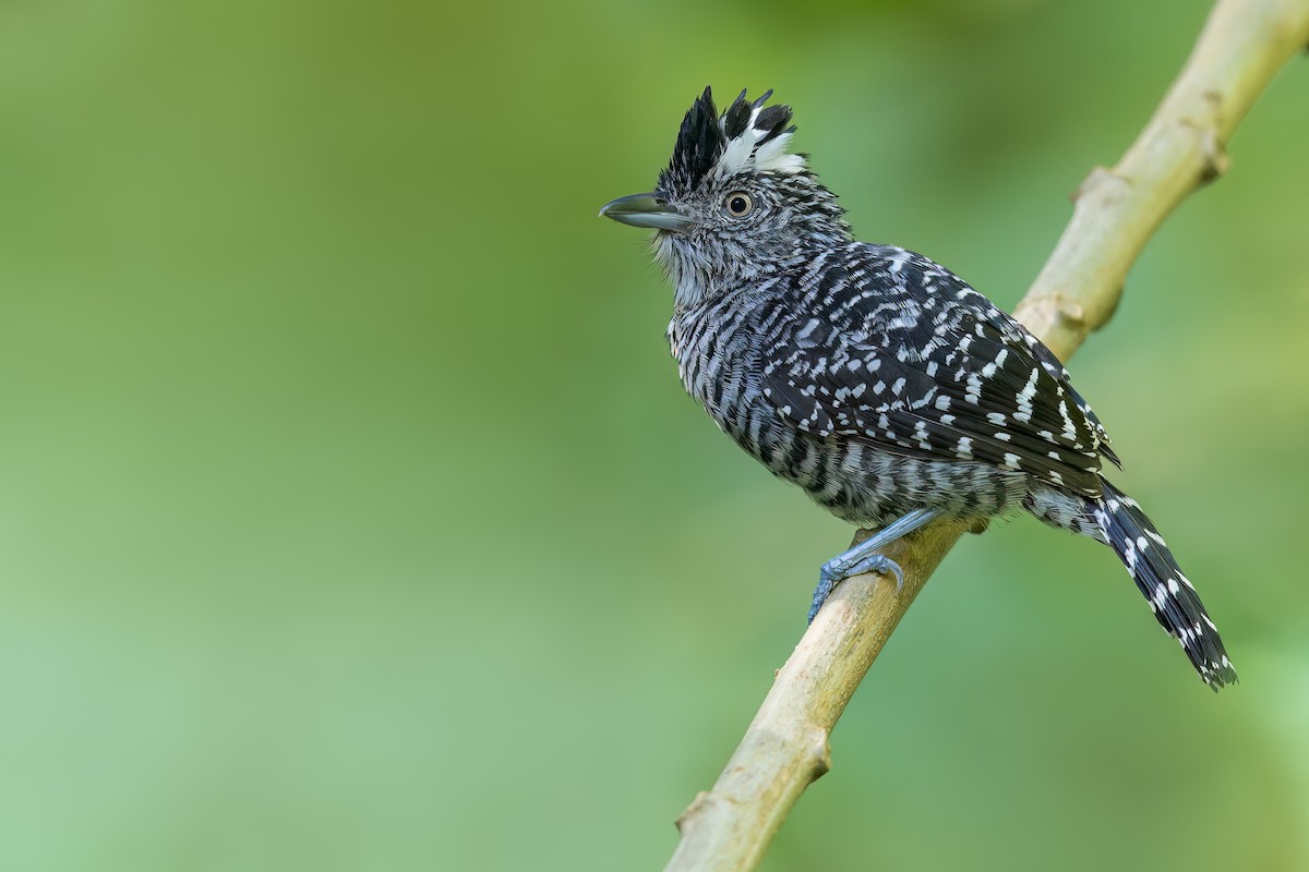 Barred Antshrike - ML507985511