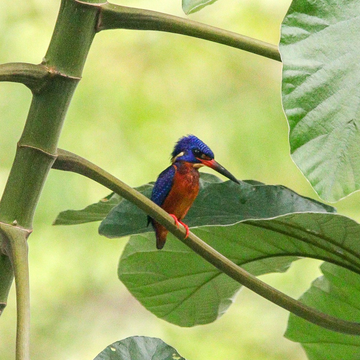 Blue-eared Kingfisher - ML507986141