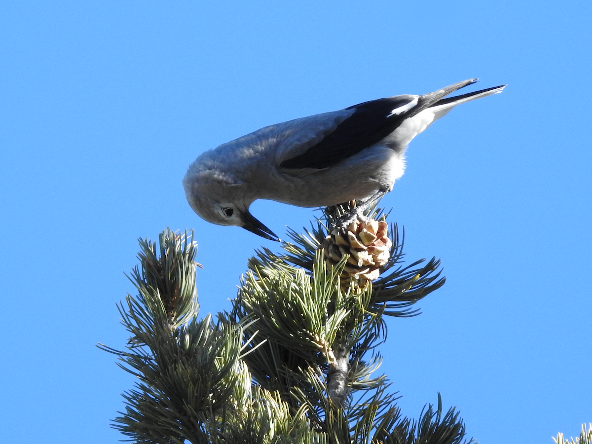 Clark's Nutcracker - ML507986501