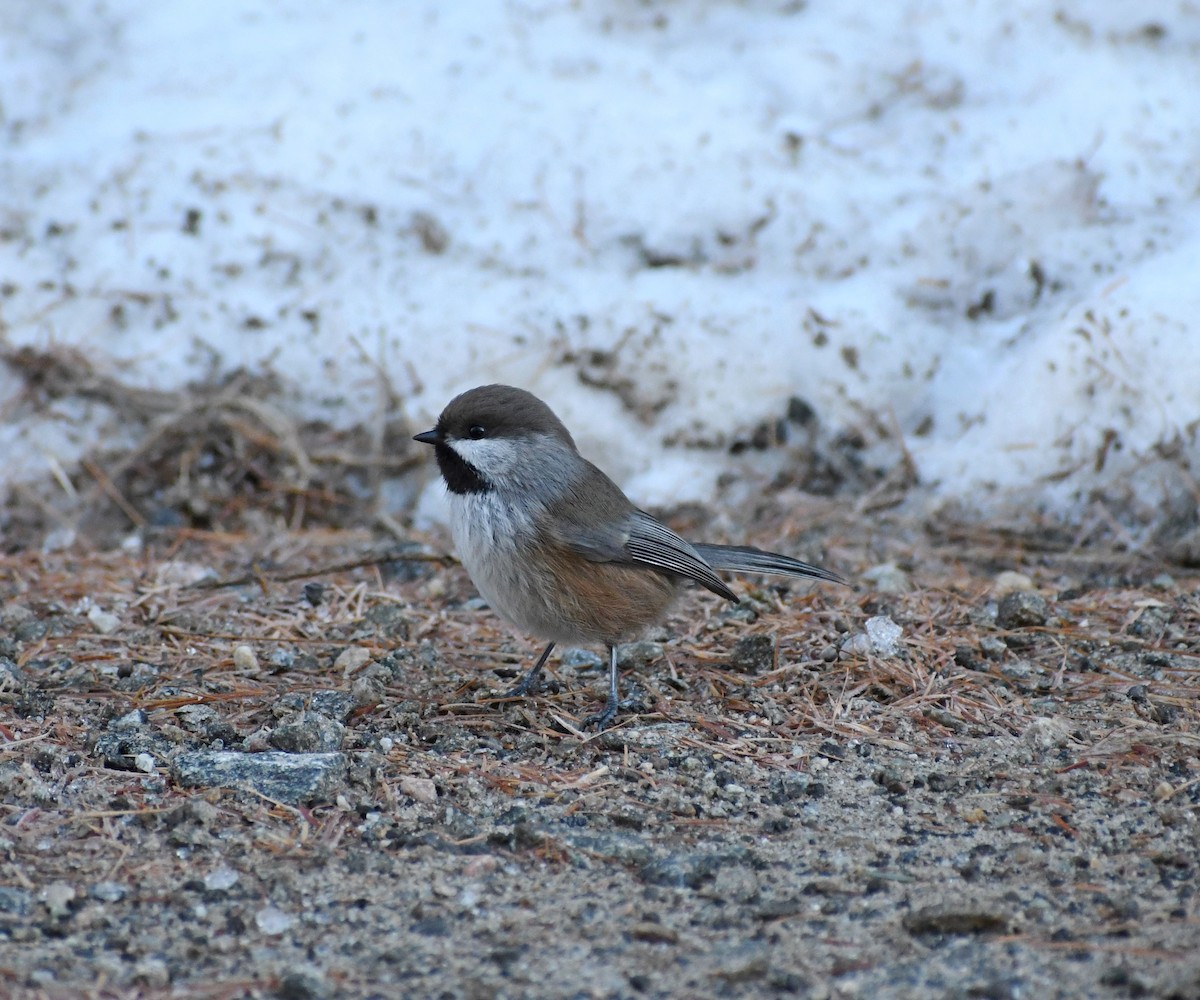 Boreal Chickadee - ML507987811