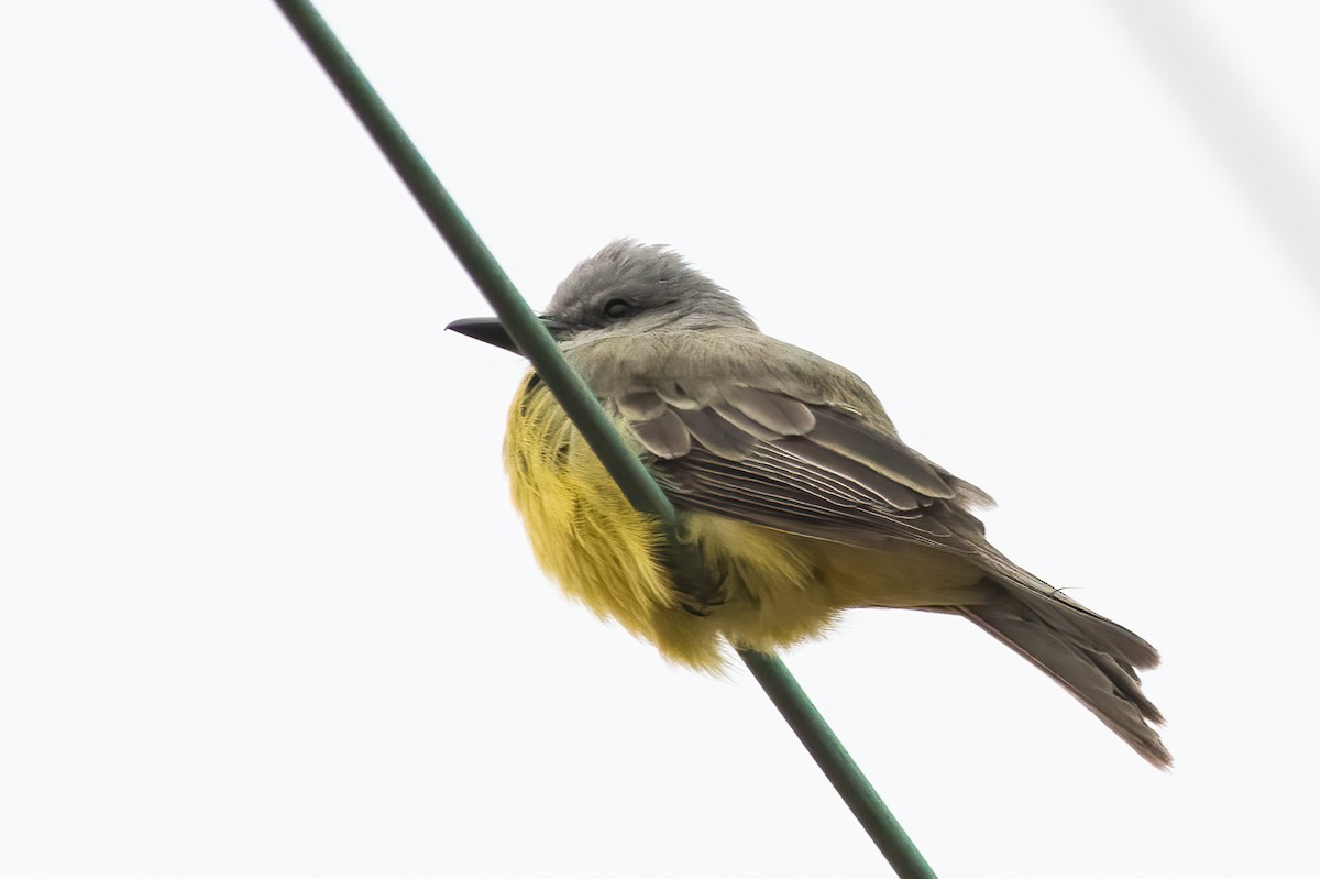 eBird Checklist - 27 Nov 2022 - Great Bay Farm, Greenland - 19 species