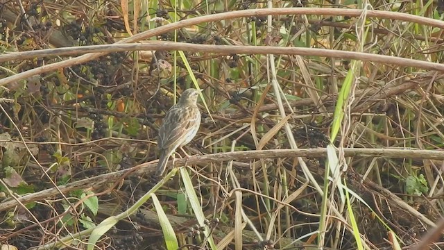 ウスベニタヒバリ - ML507990951