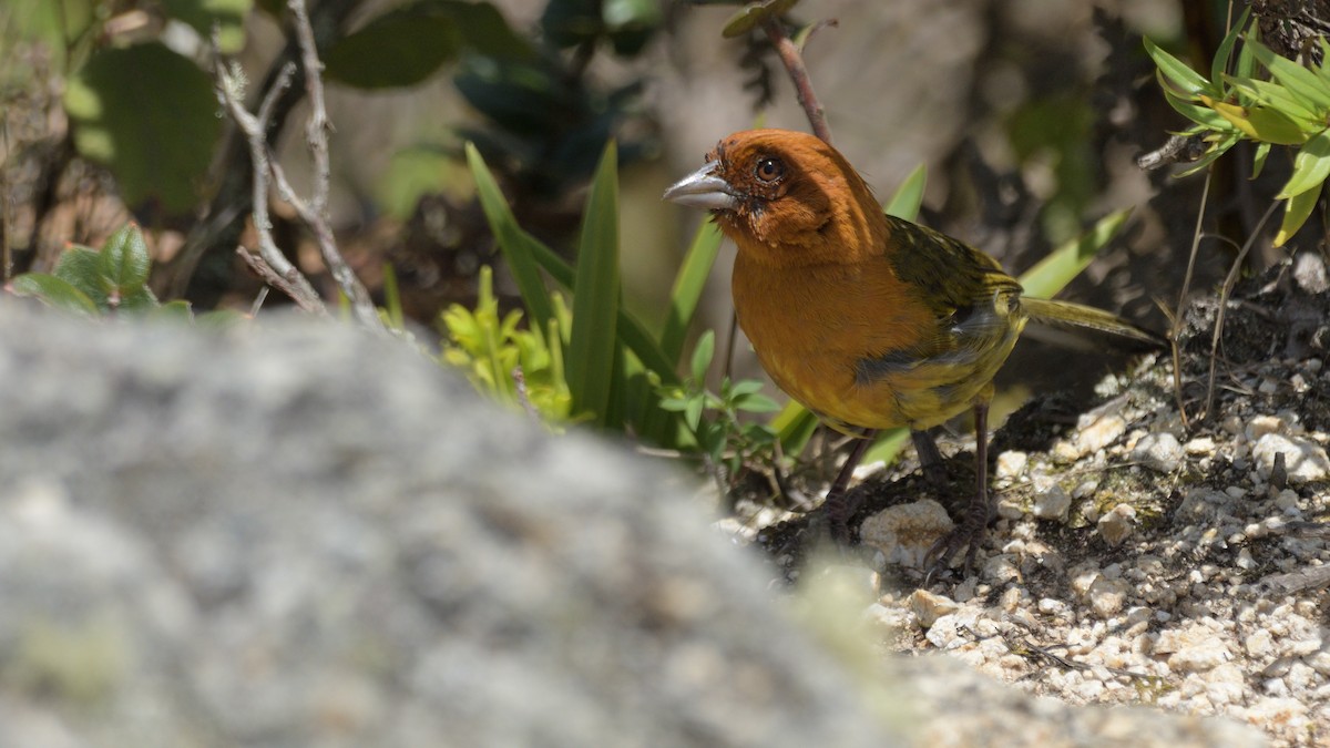 Ochre-breasted Brushfinch - ML507991251