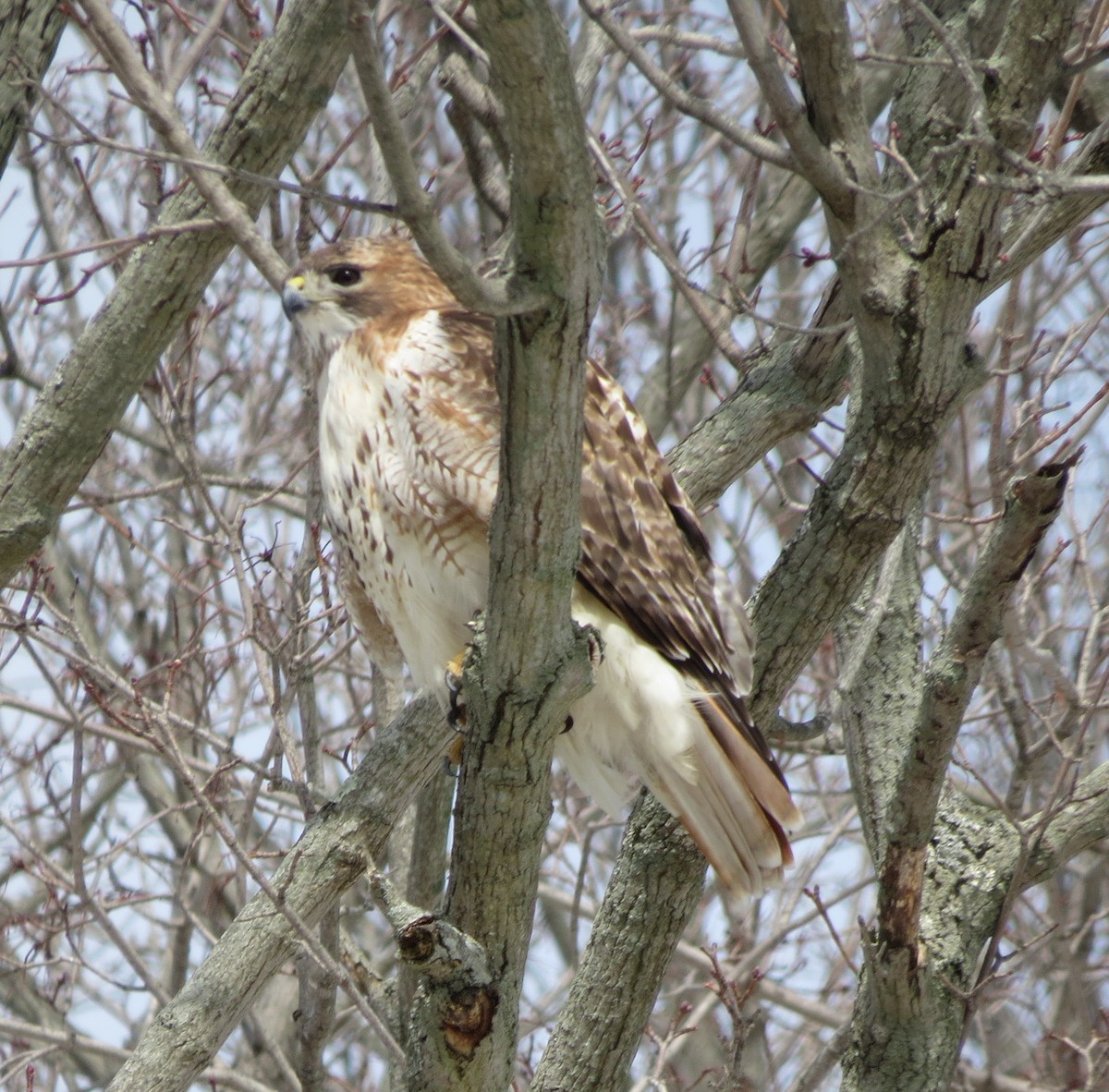 Red-tailed Hawk - ML50799281