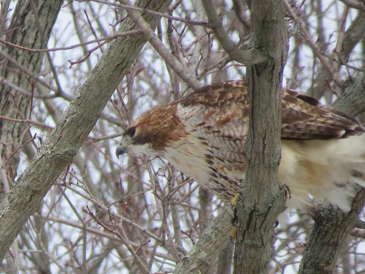 Red-tailed Hawk - ML50799331