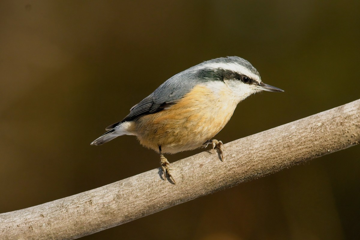 Red-breasted Nuthatch - ML507993461
