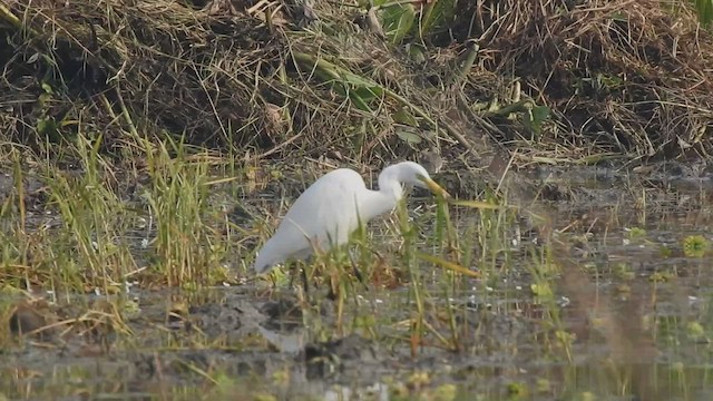 中白鷺 - ML507993631