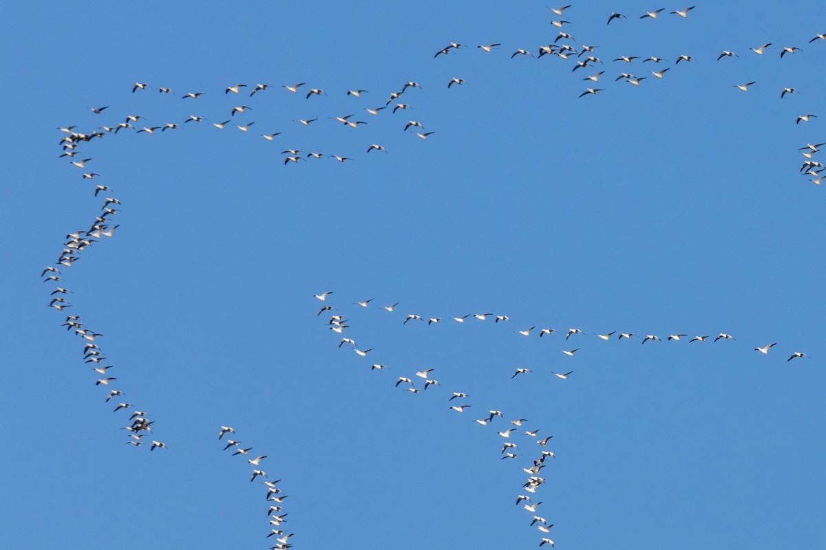 Snow Goose - Marlee Fuller-Morris