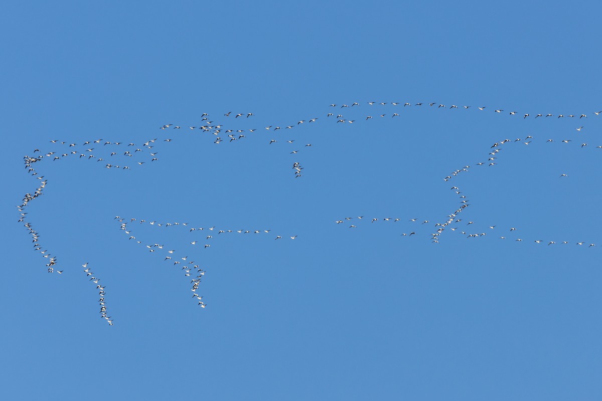 Snow Goose - Marlee Fuller-Morris