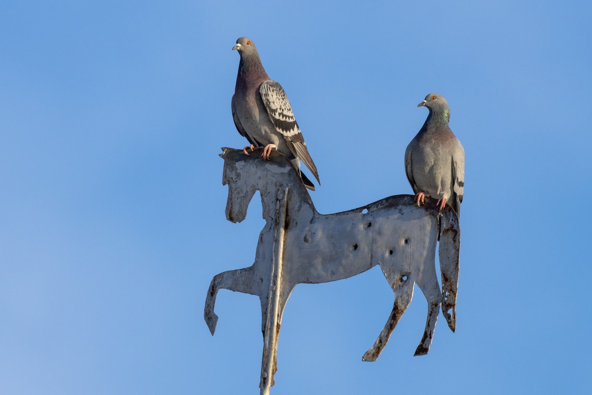 Rock Pigeon (Feral Pigeon) - ML507994211