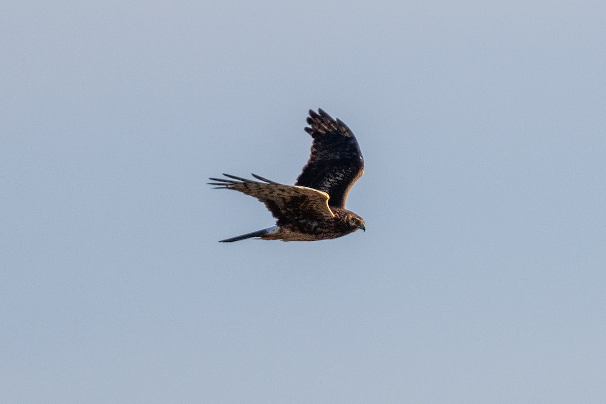 Northern Harrier - ML507994701