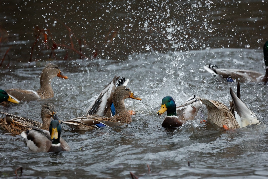 Mallard - Kari Sasportas