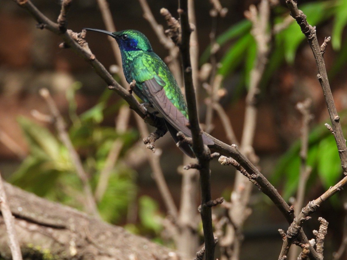 Glanz-Veilchenohrkolibri - ML507996291