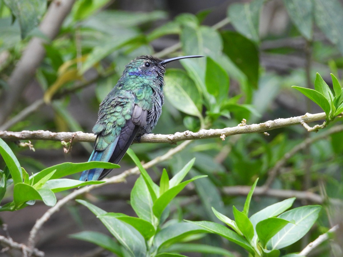 Glanz-Veilchenohrkolibri - ML507996301