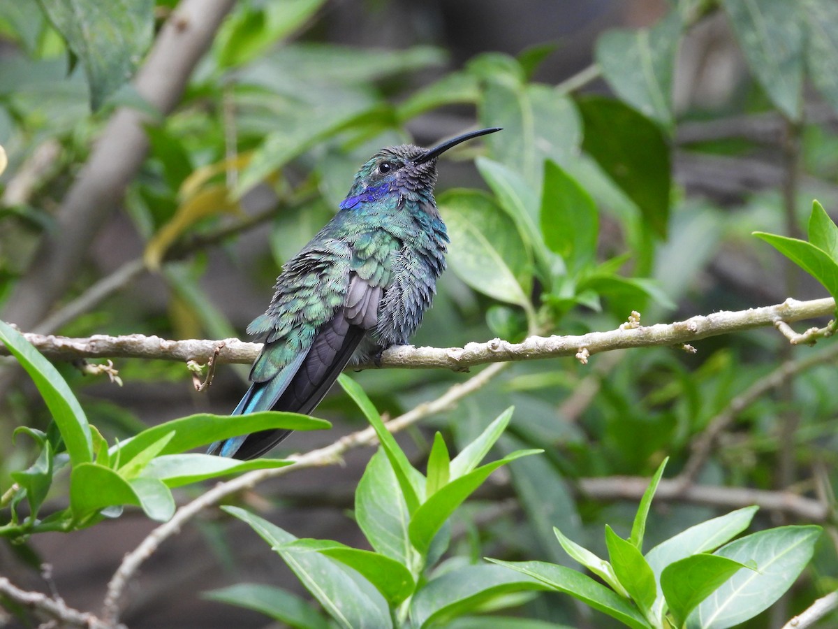 Colibrí Rutilante - ML507996311