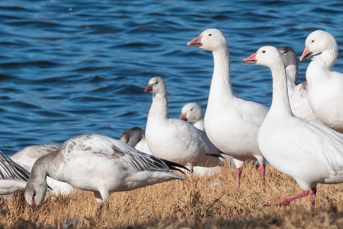 Ross's Goose - ML507999381