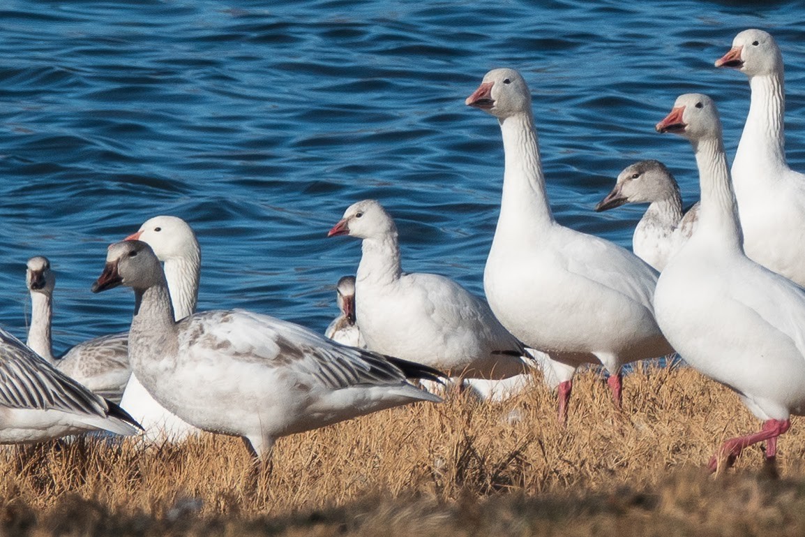 Ross's Goose - ML507999391
