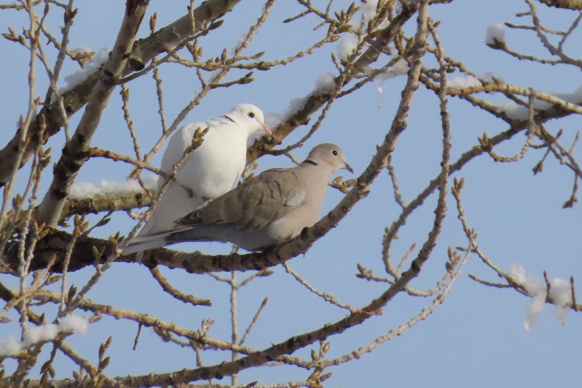 Eurasian Collared-Dove - ML507999721