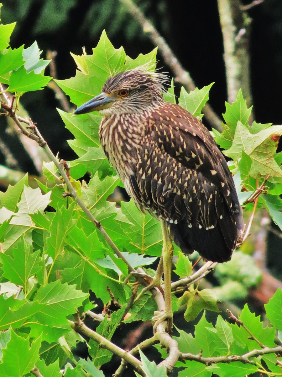 Yellow-crowned Night Heron - ML508000021