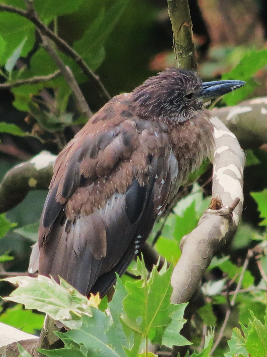 Yellow-crowned Night Heron - ML508000151