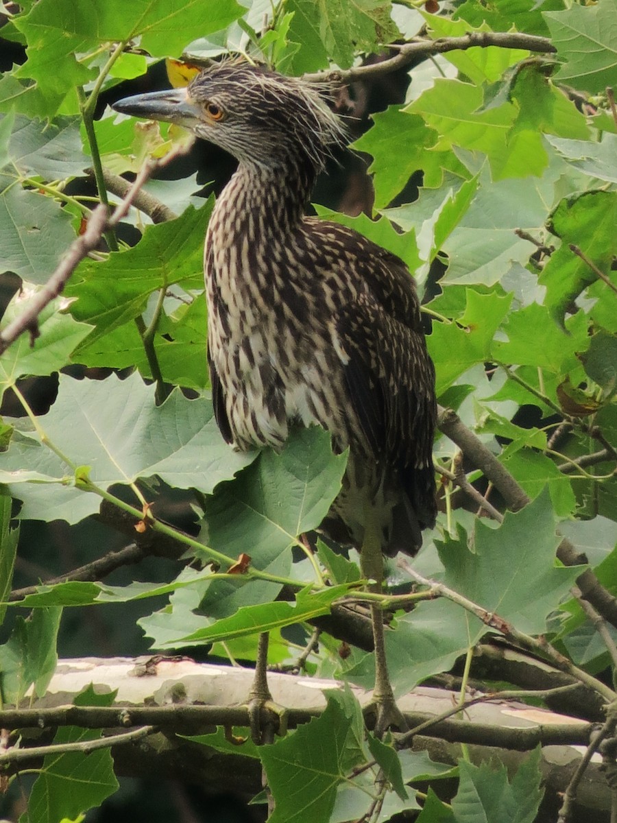 Yellow-crowned Night Heron - ML508000351