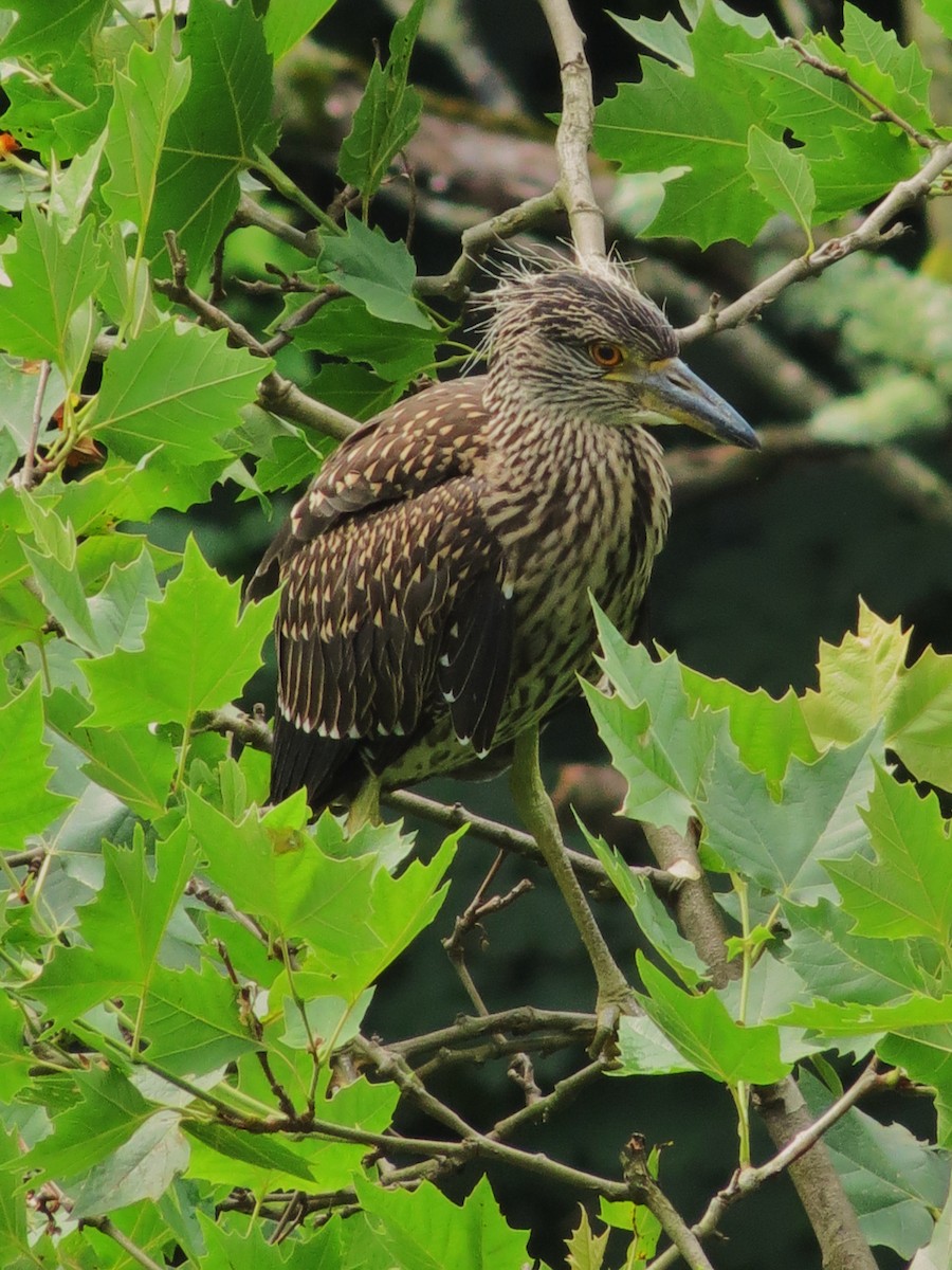 Yellow-crowned Night Heron - ML508000391