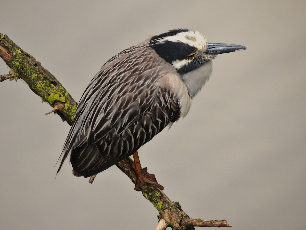 Yellow-crowned Night Heron - ML508000891