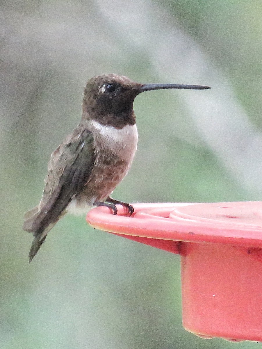Black-chinned Hummingbird - Lisa Cancade Hackett