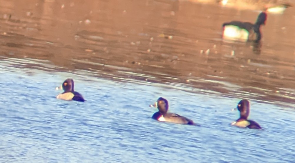 Ring-necked Duck - ML508002061