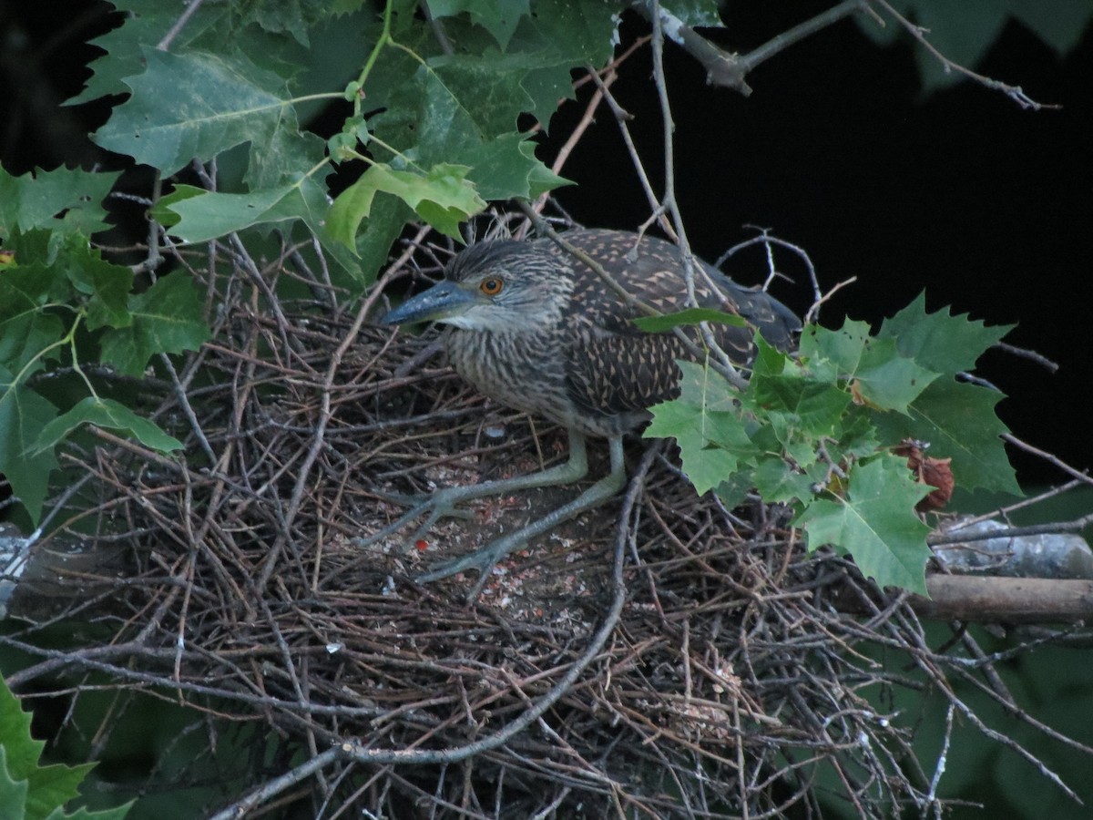 Yellow-crowned Night Heron - ML508002191