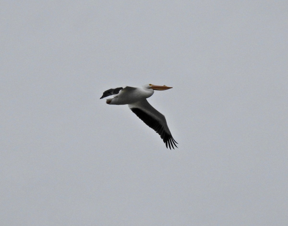 American White Pelican - ML50800371